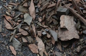 Plant evolves to become less visible to humans