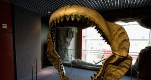 Prehistoric mega shark raised its young in nurseries study