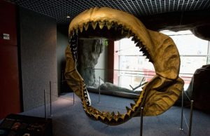 Prehistoric mega shark raised its young in nurseries study