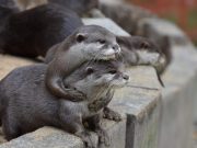 Puzzled otters learn from each other