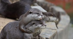 Puzzled otters learn from each other