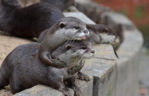Puzzled otters learn from each other