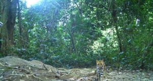 Rare species of small cats inadequately protected