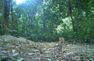 Rare species of small cats inadequately protected