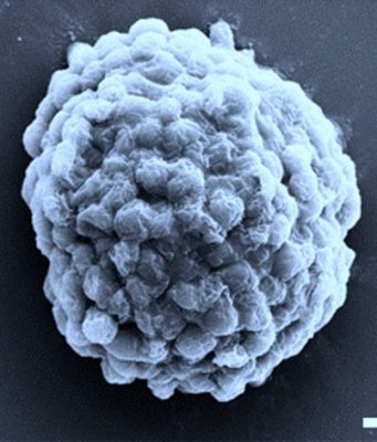 Research creates hydrogen producing living droplets paving way for alternative future energy source