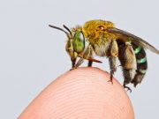 Researchers create first map of bee species around the globe