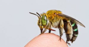 Researchers create first map of bee species around the globe