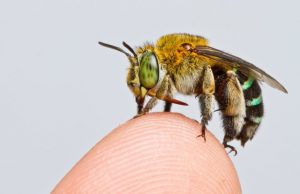 Researchers create first map of bee species around the globe