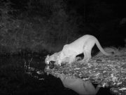 Researchers develop DNA approach to forecast ecosystem changes