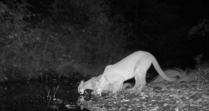 Researchers develop DNA approach to forecast ecosystem changes