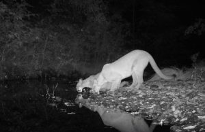 Researchers develop DNA approach to forecast ecosystem changes