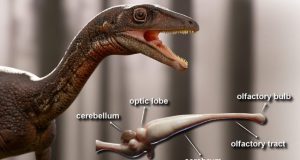 Researchers reconstruct the first complete brain of one of the oldest dinosaurs