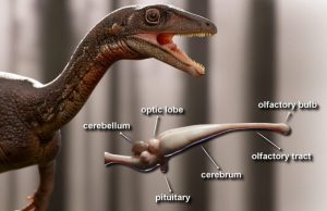 Researchers reconstruct the first complete brain of one of the oldest dinosaurs