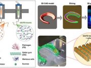 Scientists create hybrid tissue construct for cartilage regeneration