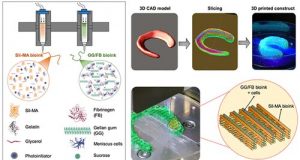 Scientists create hybrid tissue construct for cartilage regeneration