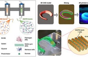 Scientists create hybrid tissue construct for cartilage regeneration