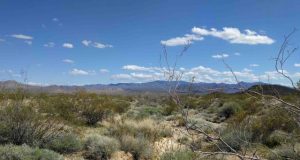 Study of threatened desert tortoises offers new conservation strategy