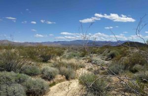 Study of threatened desert tortoises offers new conservation strategy Study of threatened desert tortoises offers new conservation strategy