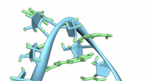 Study revealing the secret behind a key cellular process refutes biology textbooks