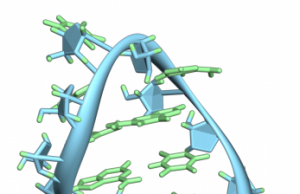 Study revealing the secret behind a key cellular process refutes biology textbooks