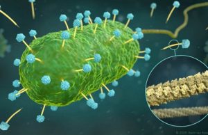 The atomic resolution structure of phage DNA tube—a methodological milestone