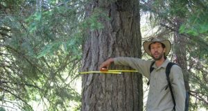 The biggest trees capture the most carbon