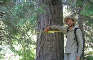 The biggest trees capture the most carbon