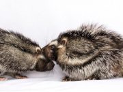 The secret social lives of giant poisonous rats