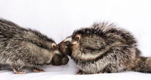 The secret social lives of giant poisonous rats