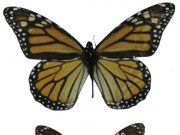 Two centuries of Monarch butterflies show evolution of wing length