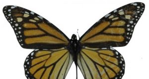 Two centuries of Monarch butterflies show evolution of wing length