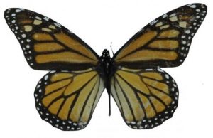 Two centuries of Monarch butterflies show evolution of wing length