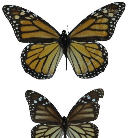 Two centuries of Monarch butterflies show evolution of wing length