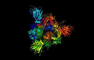 Vibrations of coronavirus proteins may play a role in infection