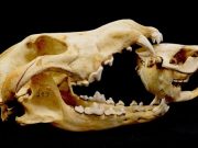 Wolves alter wetland creation and recolonization by killing ecosystem engineers