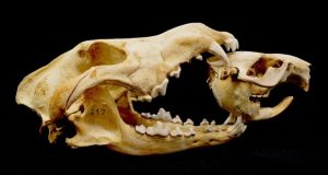 Wolves alter wetland creation and recolonization by killing ecosystem engineers