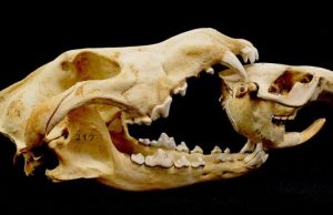 Wolves alter wetland creation and recolonization by killing ecosystem engineers