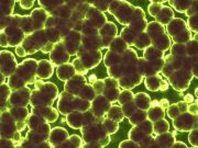 A simple rule drives the evolution of useless complexity