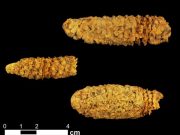 Ancient DNA continues to rewrite corns 9000 year society shaping history