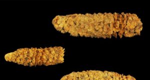 Ancient DNA continues to rewrite corns 9000 year society shaping history