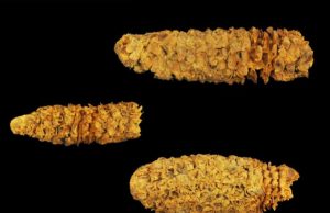 Ancient DNA continues to rewrite corns 9000 year society shaping history