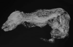 Ancient wolf pup mummy uncovered in Yukon permafrost Ancient wolf pup mummy uncovered in Yukon permafrost