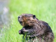 Beavers may help amphibians threatened by climate change