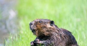 Beavers may help amphibians threatened by climate change