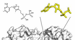 Breaking the rules of chemistry unlocks new reaction