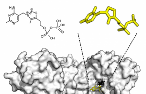 Breaking the rules of chemistry unlocks new reaction Breaking the rules of chemistry unlocks new reaction