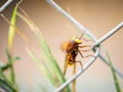 Charles Darwin was right about why insects are losing the ability to fly