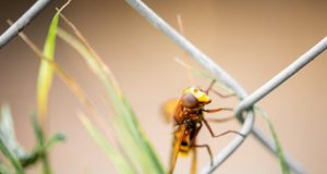 Charles Darwin was right about why insects are losing the ability to fly