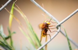 Charles Darwin was right about why insects are losing the ability to fly