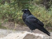 Cognitive performance of four months old ravens may parallel adult apes